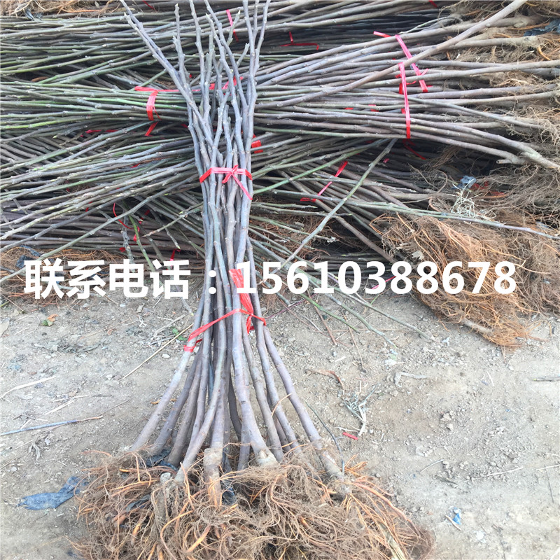 新品種黃金柿子苗品種