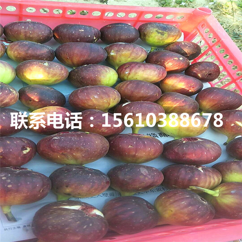 求購紫果無花果苗、紫果無花果苗種植技術(shù)