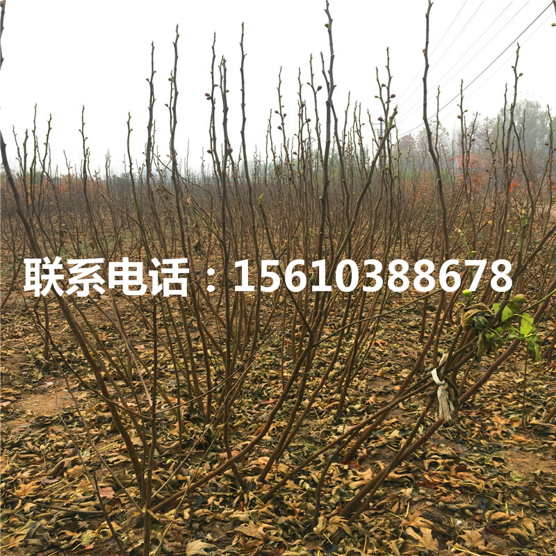 求购无花果树苗、无花果树苗零售价格