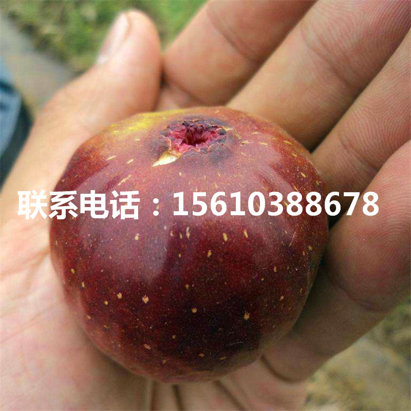 哪里有賣白圣比羅無花果苗、白圣比羅無花果苗出售多少錢