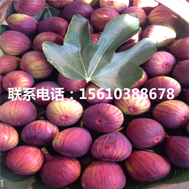 2019年斤柿柿子苗怎么種