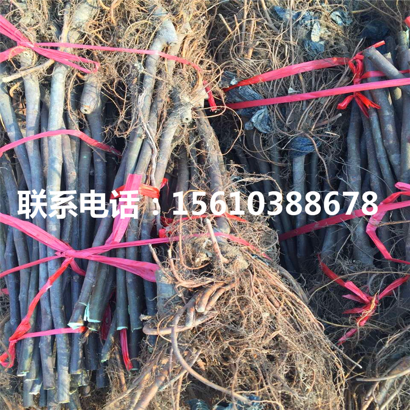 2019年甜柿子苗管理技術