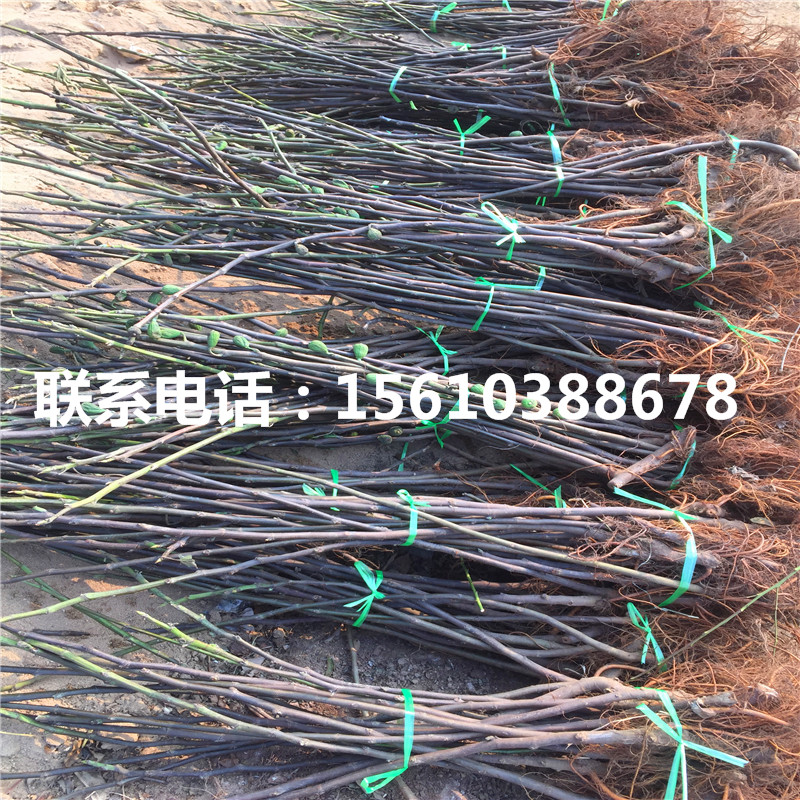 巧克力柿苗報(bào)價(jià)