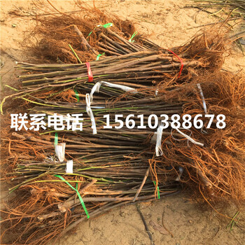 2019年斤柿柿子苗產(chǎn)地在哪里