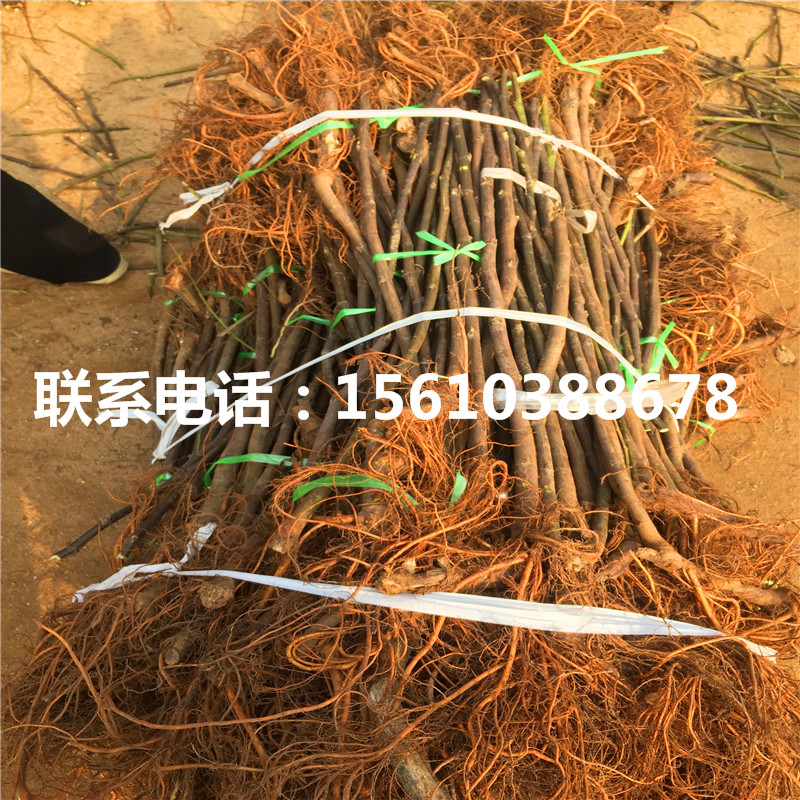 2019年柿子苗新品種