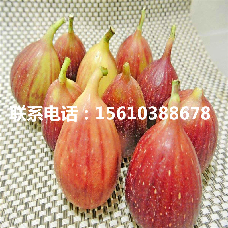 2019年柿子樹苗品種