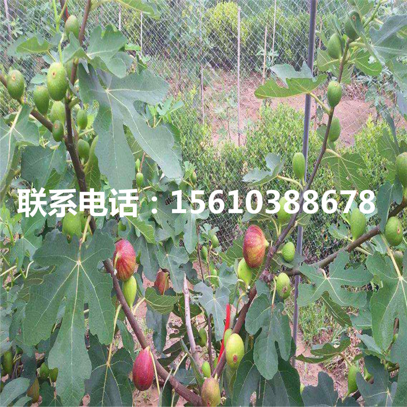 2019年斤柿柿子苗怎么種