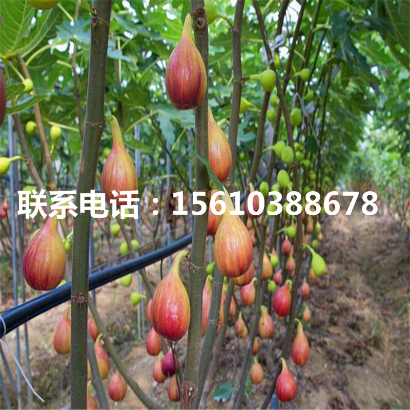 哪里銷售華麗無花果苗、華麗無花果苗種植技術(shù)