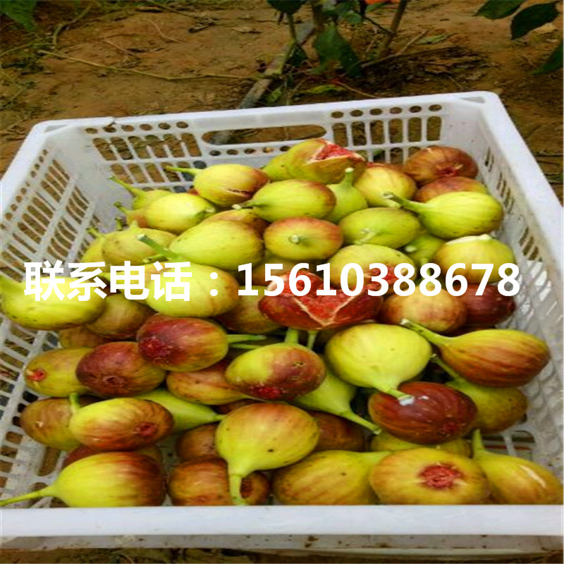 山東巧克力柿苗價(jià)格