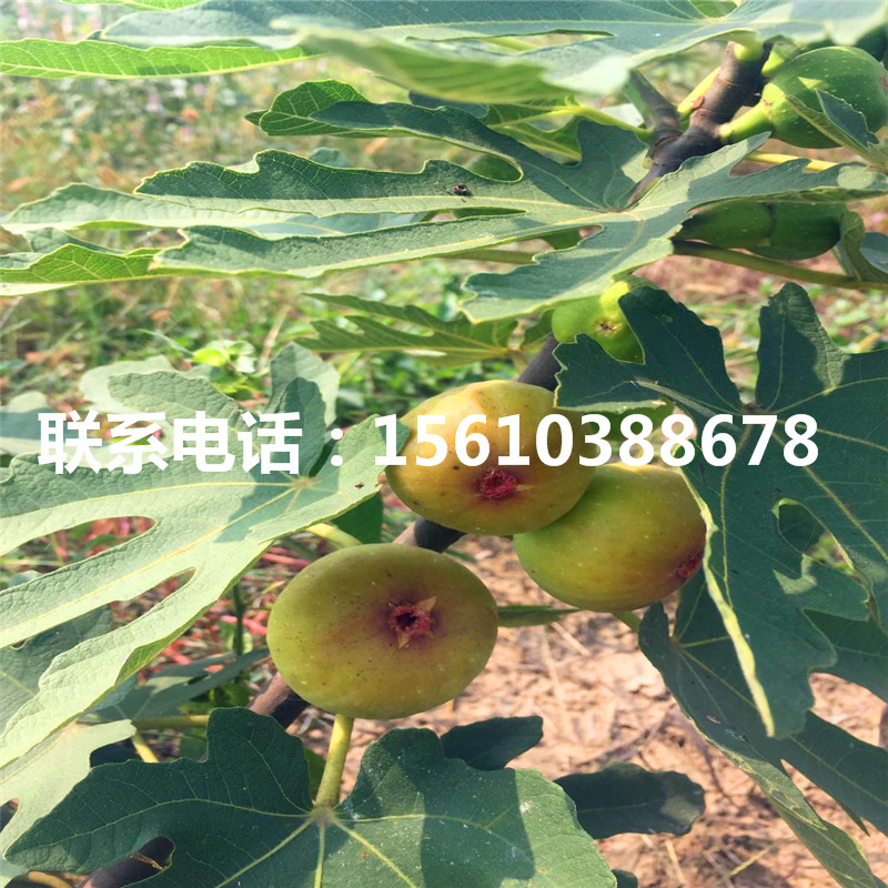 山東黃金柿子苗圖片