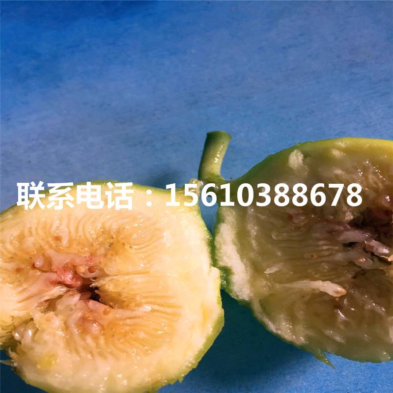 新品種黑柿子苗供應(yīng)價格