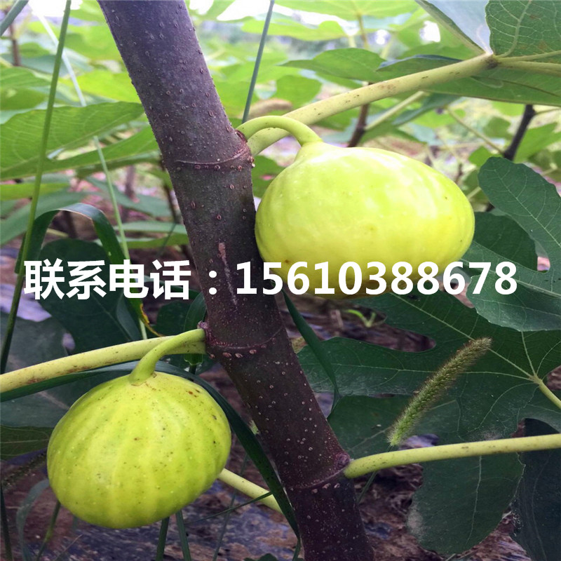 2019年合柿柿子苗一棵多少錢