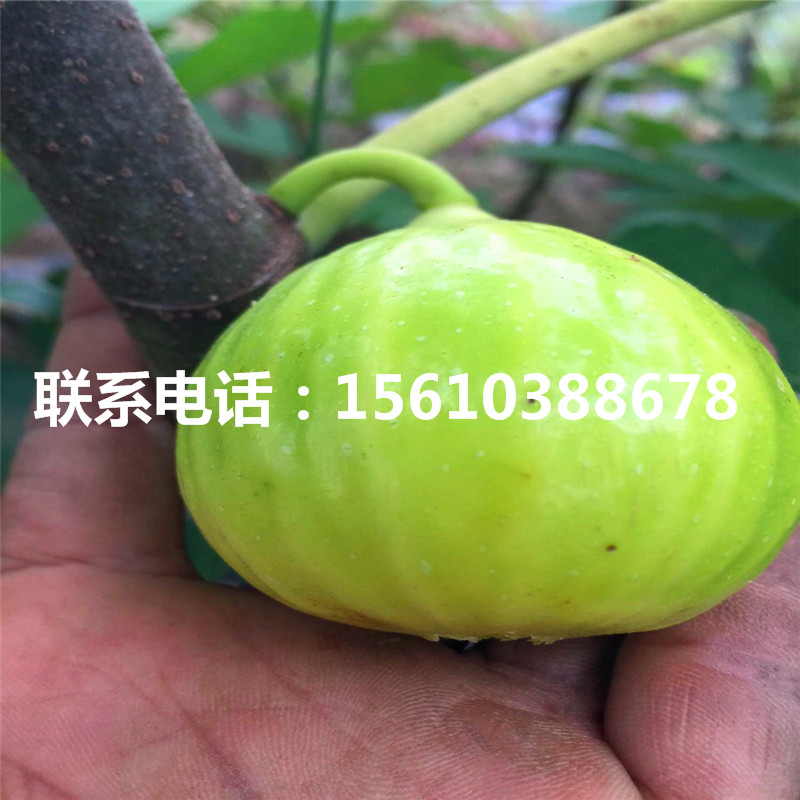 哪里有賣(mài)無(wú)花果苗、無(wú)花果苗行情