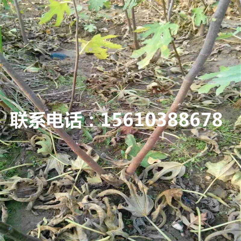 哪里出售蓬莱柿无花果苗、蓬莱柿无花果苗每日报价