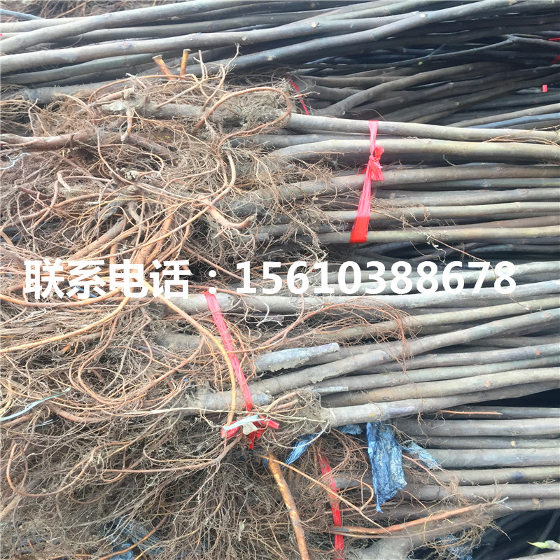 哪里出售華麗無花果苗、華麗無花果苗價(jià)格多少