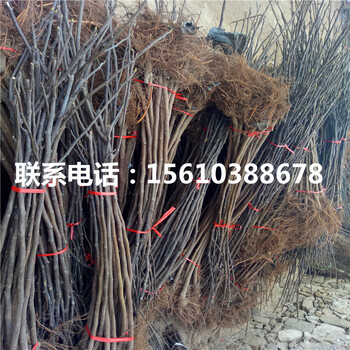 哪里有賣亞當(dāng)無花果苗、亞當(dāng)無花果苗種植技術(shù)