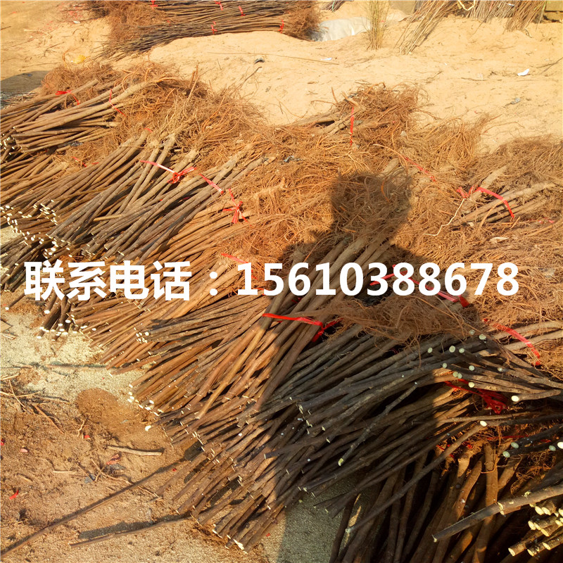 新品種磨盤柿子苗產(chǎn)地在哪里