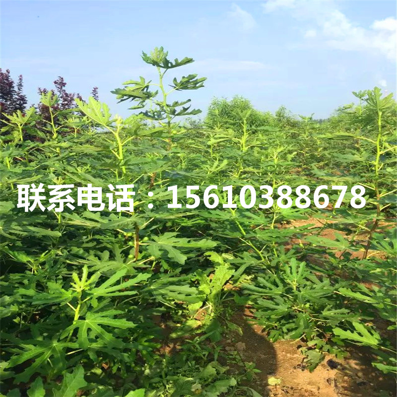 日本柿子苗品种
