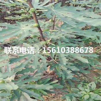 2019年脆柿子苗怎么种