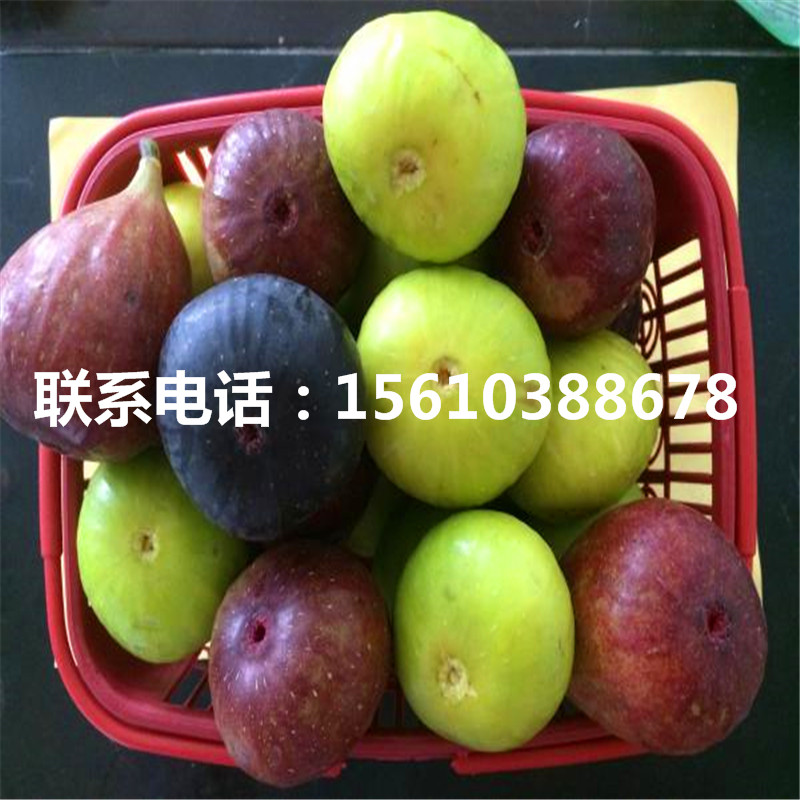 2019年合柿柿子苗一棵多少錢
