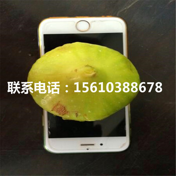 新品種八月紅柿苗出售