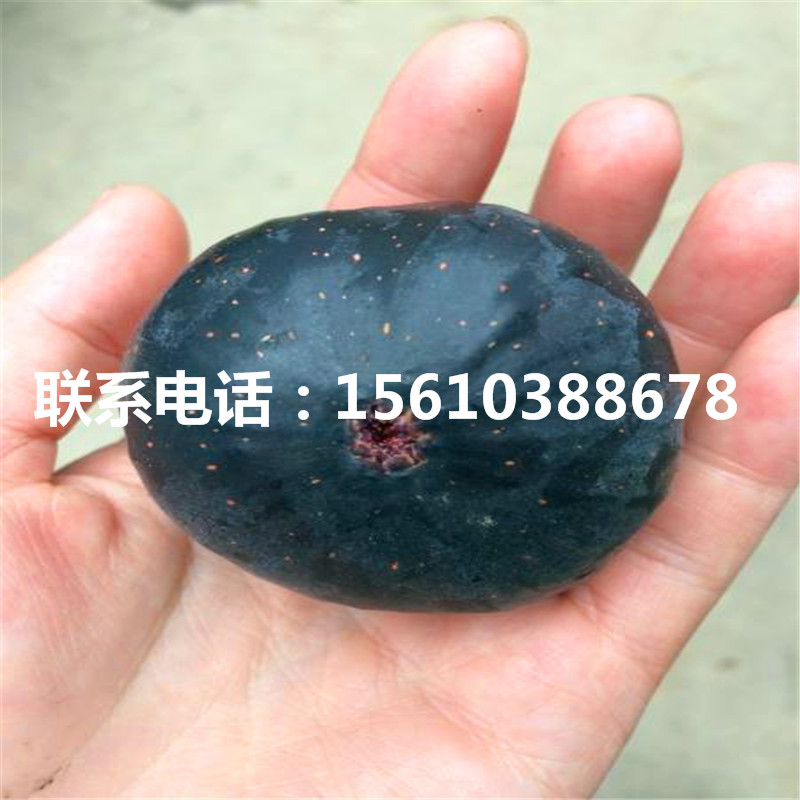 哪里有賣青皮無(wú)花果苗、青皮無(wú)花果苗價(jià)格及報(bào)價(jià)