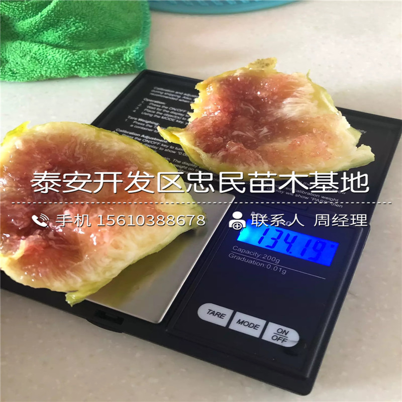 求購(gòu)白圣比羅無花果苗、白圣比羅無花果苗售價(jià)