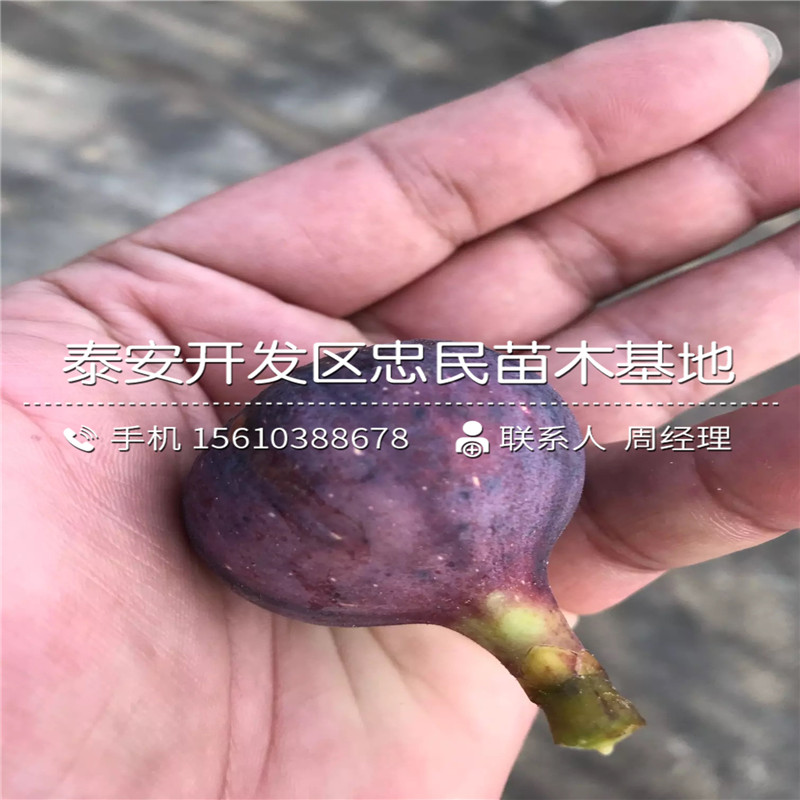 新品种富平尖柿苗管理技术