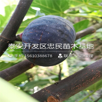 求購無花果樹苗、無花果樹苗銷售價(jià)格