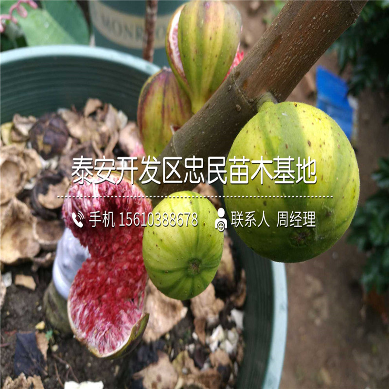 哪里有賣黃心無花果苗、黃心無花果苗出售多少錢