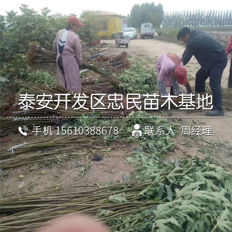 哪里有賣蓬萊柿無(wú)花果苗、蓬萊柿無(wú)花果苗哪里有賣的