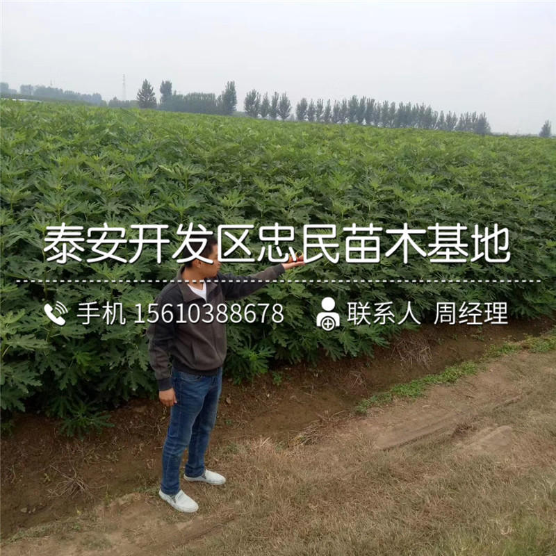 山東胎里紅柿苗一畝地栽多少棵