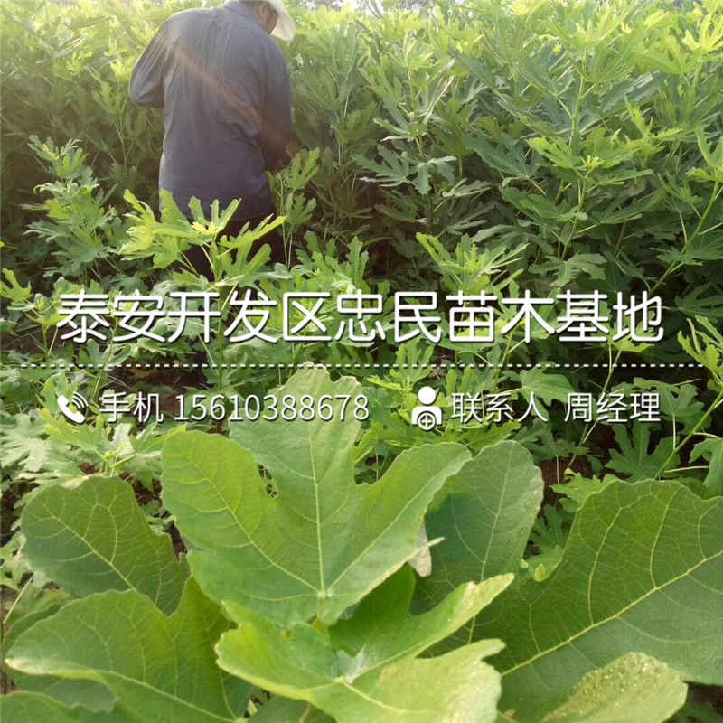 哪里出售美利亞無花果苗、美利亞無花果苗包郵價格