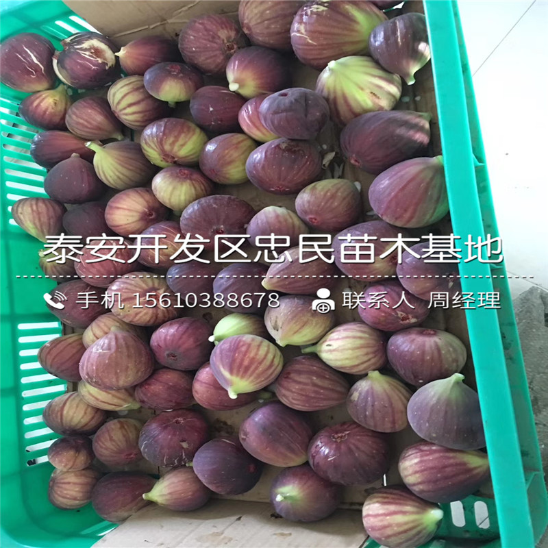 新品種火晶柿子苗種植基地