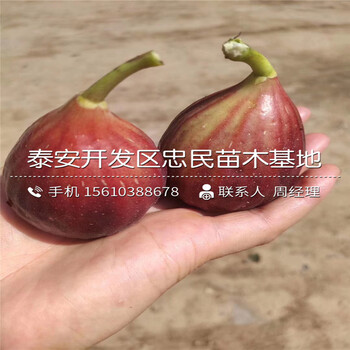 哪里銷售白圣比羅無花果苗、白圣比羅無花果苗價(jià)格及報(bào)價(jià)