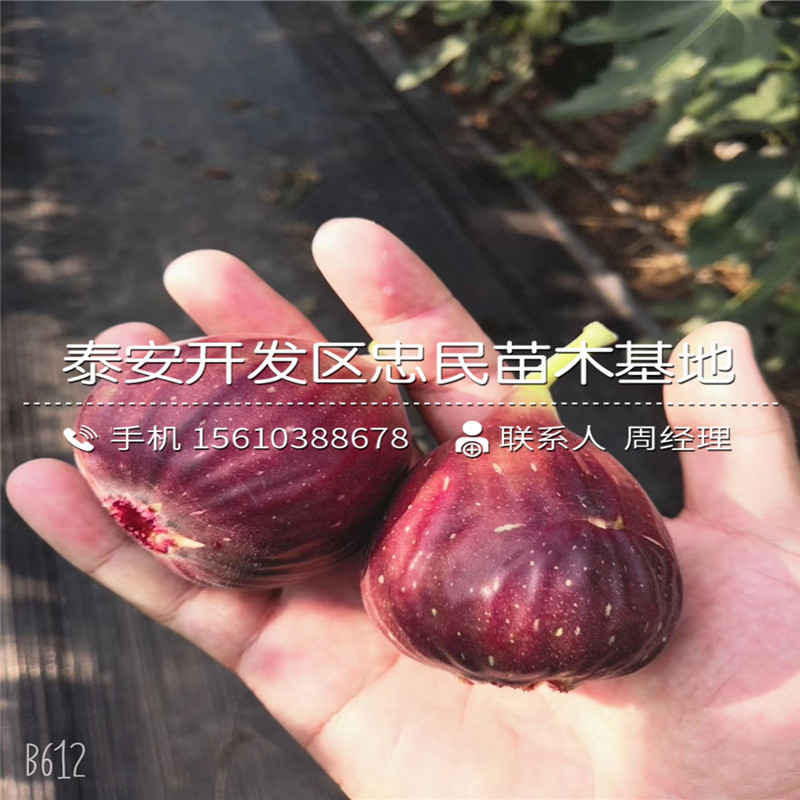 山東黃金柿子苗品種介紹