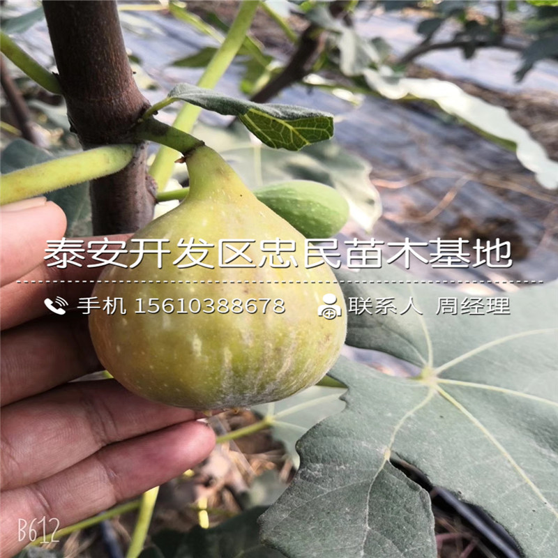 哪里有賣紫果無花果苗、紫果無花果苗什么品種好