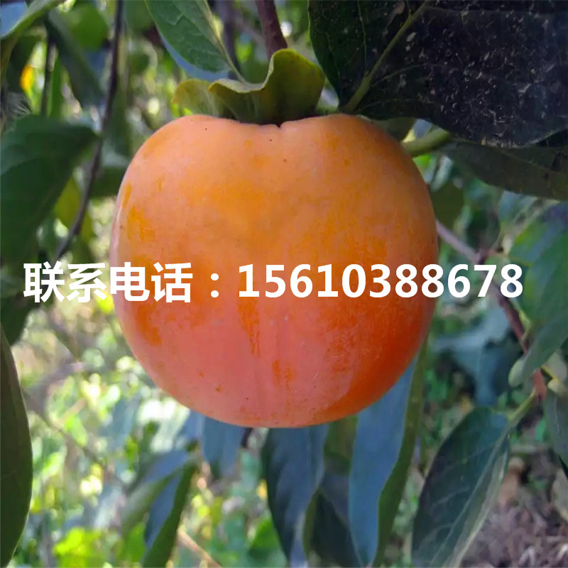柿子苗基地、柿子苗價格及報價