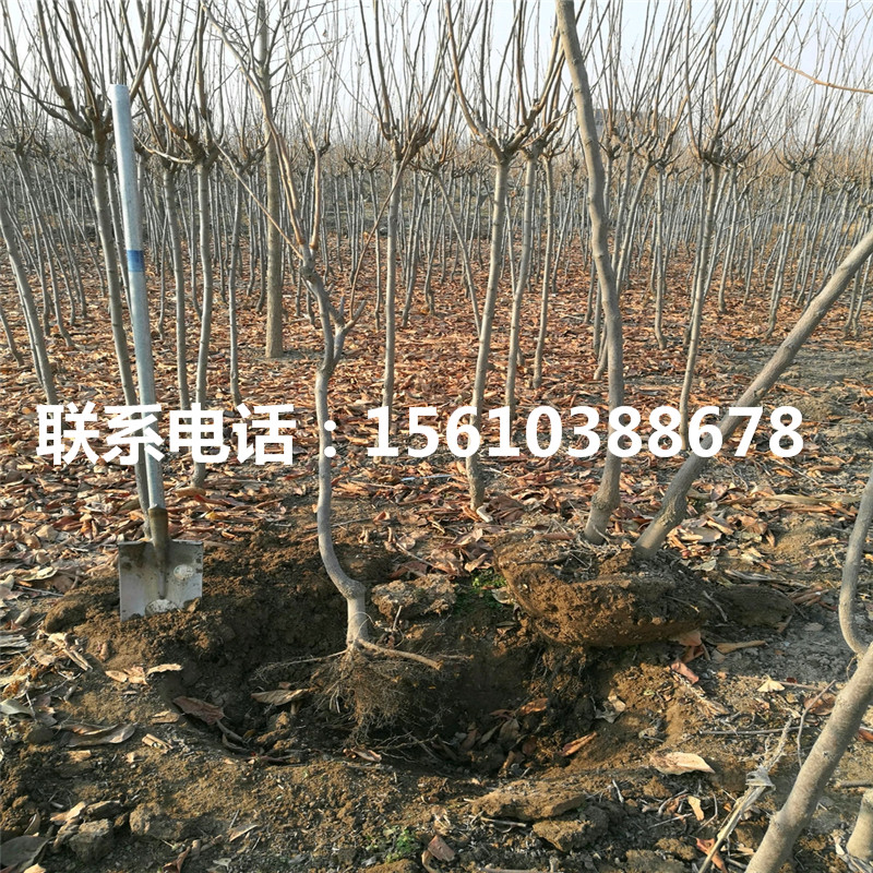 柿子苗基地、柿子苗價格及報價