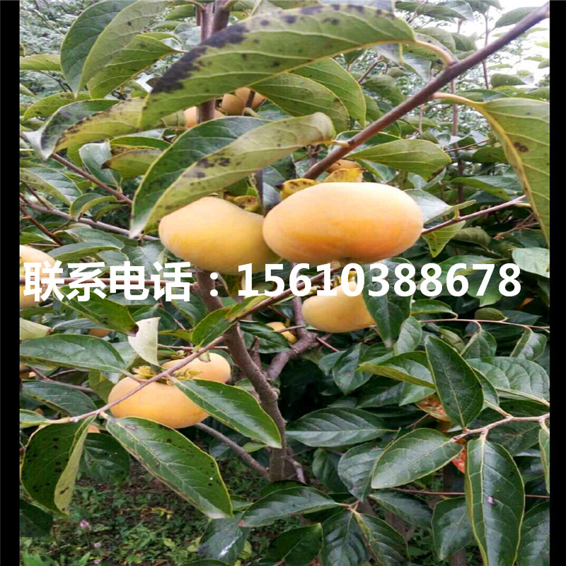 牛心柿子苗行情、牛心柿子苗價(jià)格及報(bào)價(jià)