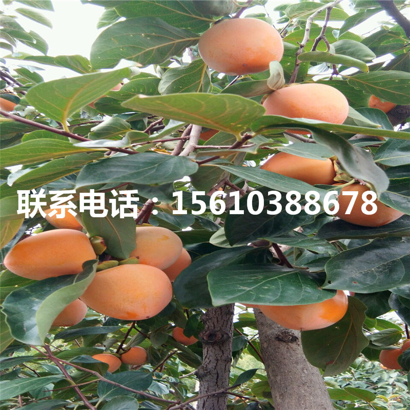 脆柿子苗銷售價格、脆柿子苗價格及報價