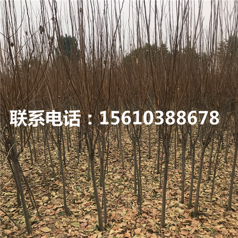 柿子苗基地、柿子苗價格及報價