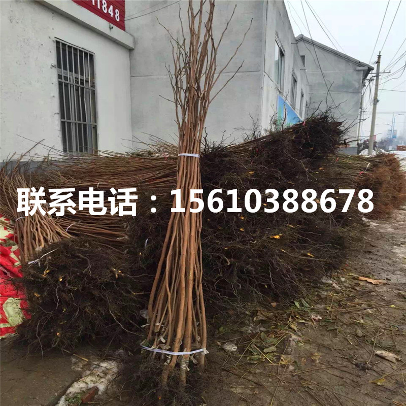 甜柿子苗什么價(jià)格、甜柿子苗上車價(jià)格
