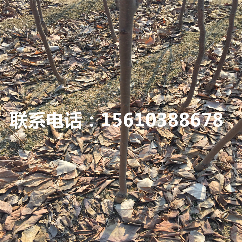 甜柿子苗什么價(jià)格、甜柿子苗上車價(jià)格