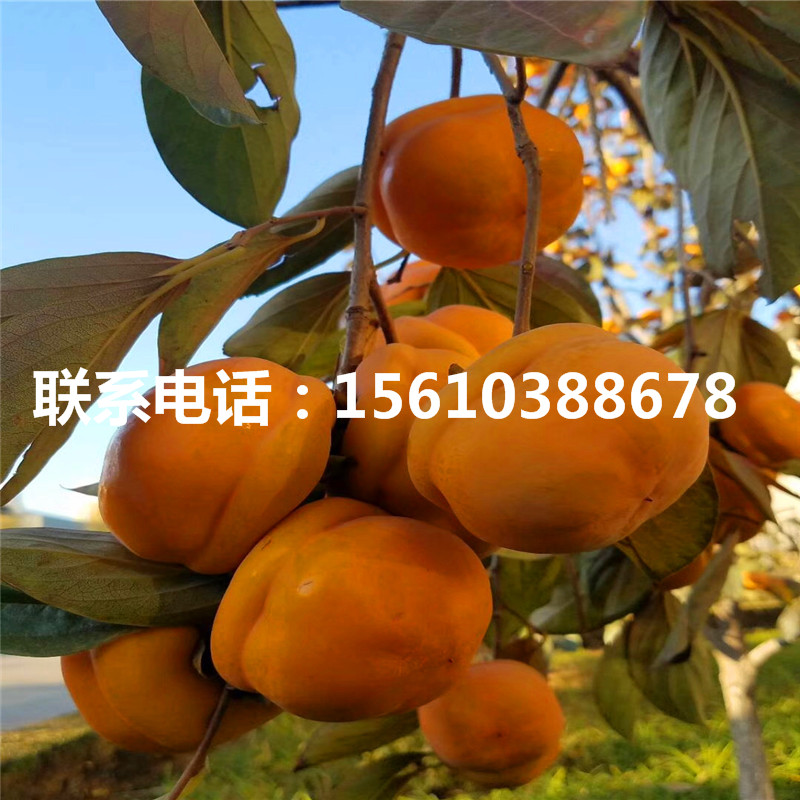 甜柿子苗什么價(jià)格、甜柿子苗上車價(jià)格