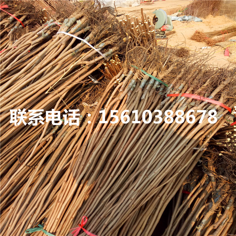 富平尖柿苗什么品種好、富平尖柿苗哪里有賣的