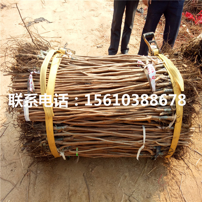 甜柿子苗什么價(jià)格、甜柿子苗上車價(jià)格