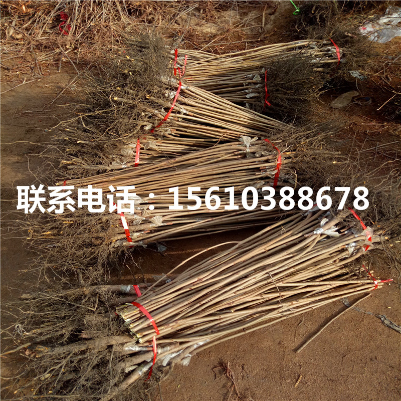 富有柿子苗批發(fā)價格、富有柿子苗每日報價