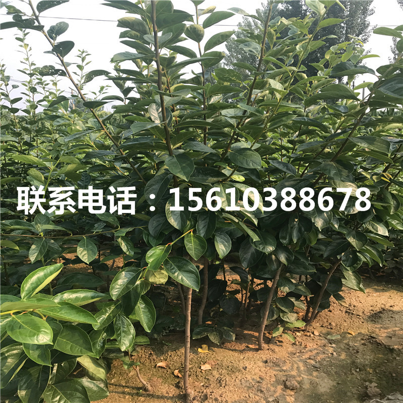 脆柿子苗銷售價格、脆柿子苗價格及報價