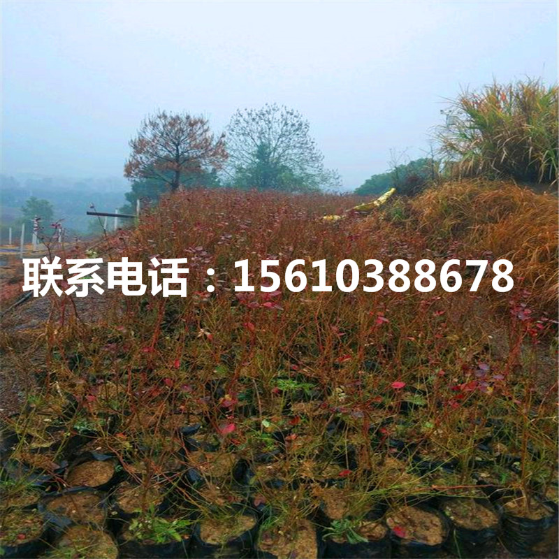 三年生藍莓苗、三年生藍莓苗多少錢一株